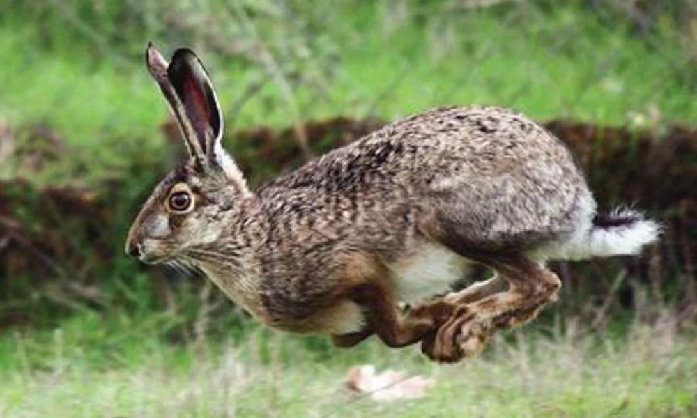 Καναδάς: Επική μάχη λαγών!